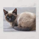 Search for cat looking postcards Grey