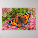 Search for tortoiseshell posters Butterfly
