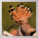 Search for hoopoe posters Bird