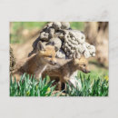 Search for fox news postcards Animal