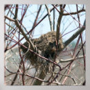 Search for spring bird posters Nature