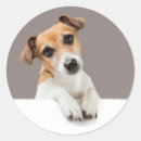 Search for sweet puppy stickers Cute dog