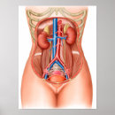 Search for organ anatomy posters Transparent
