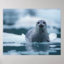 Search for steve posters Alaska