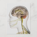 Search for nervous system postcards Transparent
