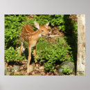 Search for fawn posters Forest
