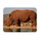 Search for rhino magnets Animal