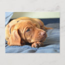 Search for wrinkle cards invites Puppy