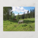 Search for horse sympathy cards Nature