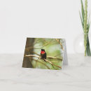 Search for hummingbird note cards Wildlife