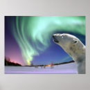 Search for global warming polar bear art Bears