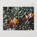 Search for creatures postcards Striped