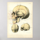 Search for bone diagram posters Human