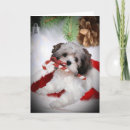 Search for havanese christmas cards Santa