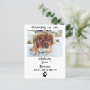 Search for pet announcement postcards Dog