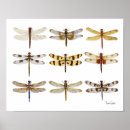 Search for dragonfly flying posters Insect