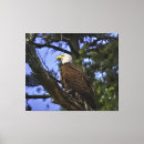 Search for bald eagle canvas prints Majestic