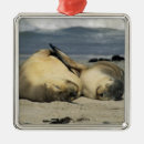 Search for sea lion christmas tree decorations Animal