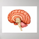 Search for brain anatomy posters Nervous system