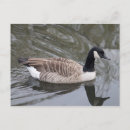 Search for water ripples postcards Bird