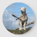 Search for sheep clocks Lamb