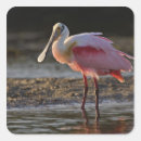 Search for roseate stickers Spoonbill