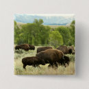 Search for bison badges Wildlife