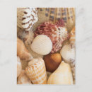 Search for seashell postcards Waves