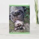 Search for tens cards Cat
