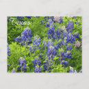 Search for wildflower postcards United states