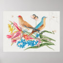 Search for vintage bird illustrations posters Botanical