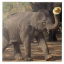 Search for conservation tiles Fauna