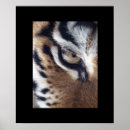 Search for tiger eyes posters Tigers
