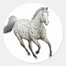 Search for appaloosas stickers Appy