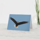 Search for bird of prey cards Bald eagle