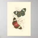 Search for colorful butterflies posters Nature