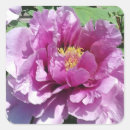 Search for pink peony stickers Nature