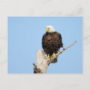 Search for eagle feather postcards Wildlife