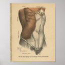 Search for vintage medical posters Anatomical