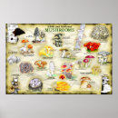 Search for edible mushroom posters Food