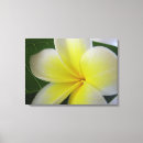 Search for frangipani flower art Photography
