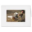 Search for gamecock Chicken