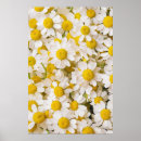 Search for chamomile posters Daisy