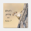 Search for squirrel picture magnets Wildlife