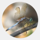 Search for dragon fly stickers Garden