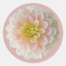 Search for pink dahlia stickers Elegant