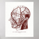 Search for head anatomy posters Vintage