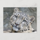 Search for concolor postcards Panther