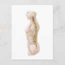 Search for cervical postcards Coccyx
