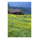 Search for cow painting posters Hill
